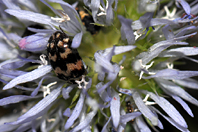 Attagenus trifasciatus Attagenus trifasciatus